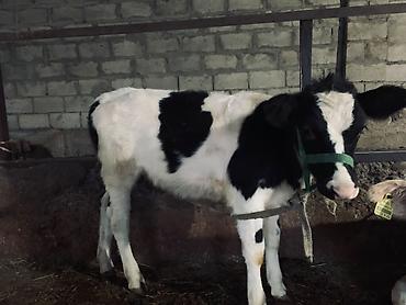 Продам с/х животных: Продаю | Корова (самка) | Голштин | Для разведения | Привязанные — 3
