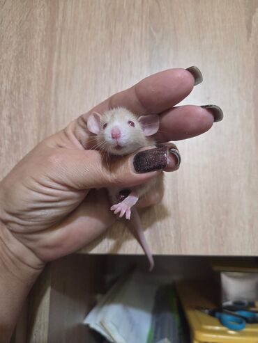cins ineklerin satisi: Декоративные крысята, мальчики и девочки. 25 дней. Цена 40-50м. По