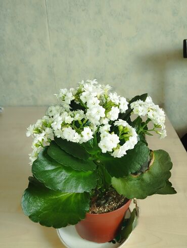 Другие комнатные растения: Продаю комнатные цветы цветы разные цены тоже Звоните уточняйте