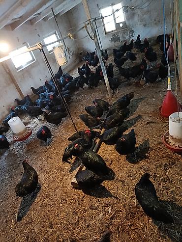 Quşlar: Avstralorp xoruzları satıram, saf qan, 5 aylıq. İstəyən gəlib yerində — 4