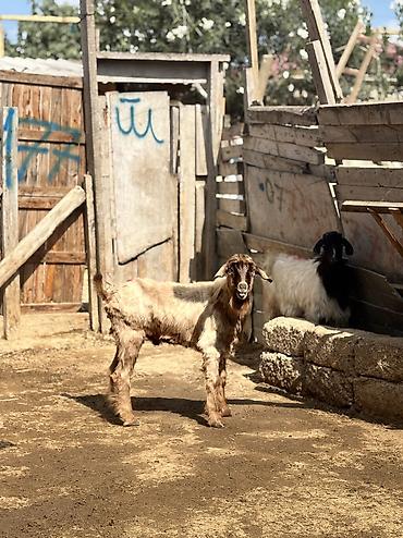 Keçilər, çəpişlər: Erkək, il: 6, 24 kq, Ətlik, Ünvandan götürmə — 3