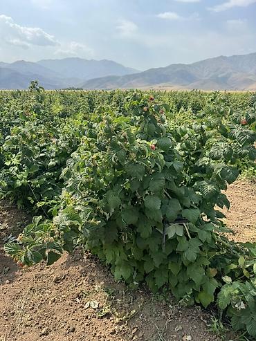 Малина: Малина — 4