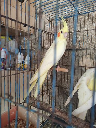 Tutuquşları: Sarı və ağ rənglərdə Korella tutuquşuları. Bu tutuquşuların başında — 5