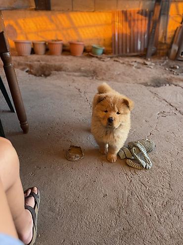 купить щенков чихуахуа: Щенки чау-чау 🐻🤍 В продаже очаровательные щенки породы чау-чау — 3