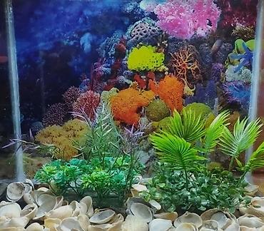 akvarium baligi: Akvarium balıqları aksesuarlar yem tor işıq — 2