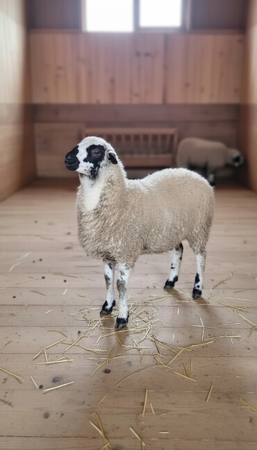 Qoyunlar, qoçlar: Qoyun. Toğlu Bu toğlu Dizi gözü qara sağlam damazliqa yararli sakit ev — 1
