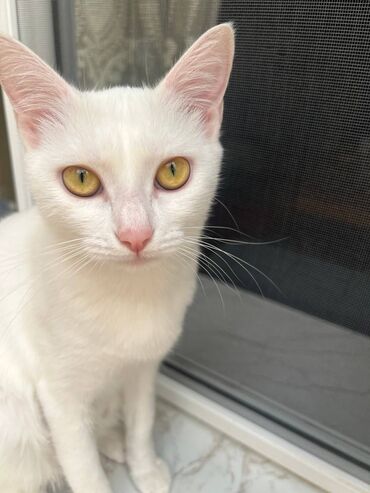 şotlant pişiy: Türk anqora, Dişi, Yaxşı əllərə, Ünvandan götürmə, Ödənişli çatdırılma