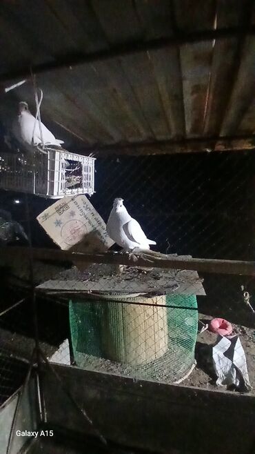 Птицы: Голуби декоративные (несколько особей) - Породы/типы: украшенные — 7