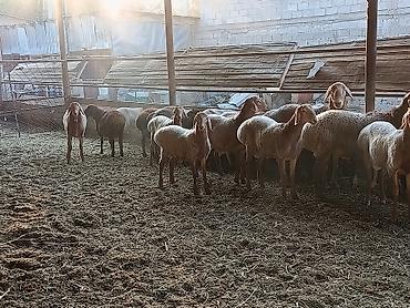 породистые кошки бишкек: Продаю | Баран (самец) — 5