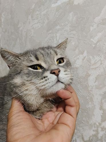 pisik satisi ucuz: Yaxşı əllərə — 2