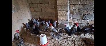 TECİLİ!!! Temiz xorkov toyuq ve xoruzlar sürüyle satılır teki 25 AZN lalafo.az -da TECİLİ!!! Temiz xorkov toyuq ve xoruzlar sürüyle satılır teki 25 AZN