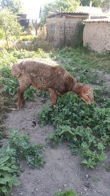 овца долан цена: Сатам | Кочкор (эркек) | Көбөйтүү үчүн | Жасалма жол менен боозутуу