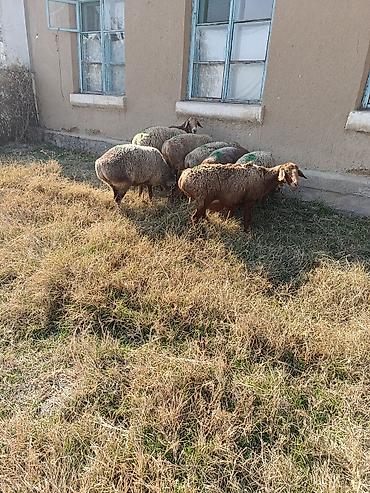 с животными ххх: Продаю | Овца (самка) | Арашан | Для разведения | Котные — 2