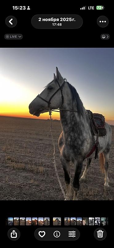 Лошади, кони: Продаю | Конь (самец) | Рабочий | Племенные — 7