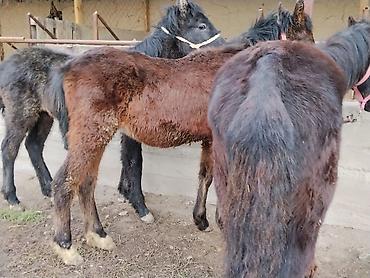 Лошади, кони: Продаю | Жеребенок | Для разведения | Племенные — 6