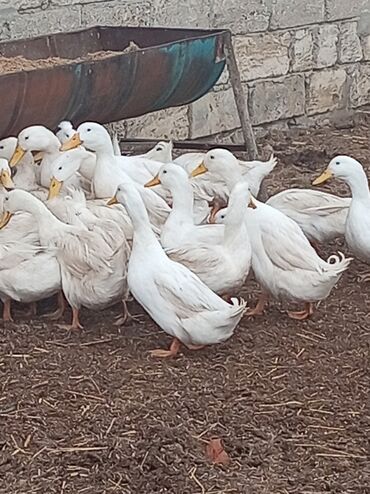 Digər quşlar: Kuban ördəyi hamsı erkəydı ətlik. Kənd beçəsi hamsı xoruzudu sağlam — 2