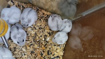 Gəmiricilər: Cunqariklər satılır cütü 12 AZN tək tək 5 manat 2 aylıq baldırlar