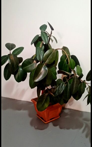 комнатные растения оптом: Фикус эластика в горшке. - Вид: Ficus elastica с крупными кожистыми