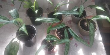 цветок кротон кодиеум: Семена и саженцы Платная доставка