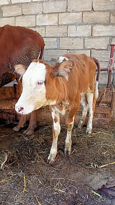 inək necə aya doğur: Dişi, il: 4, Südlük, Ünvandan götürmə — 5