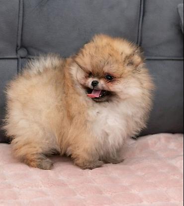 Psi: U ponudi dva steneta Pomeranca starosti 2 meseca.  Muzjak i zenka — 5