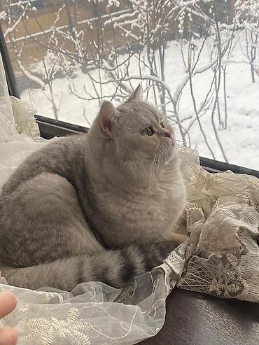 Вязка кошек: Вязка: Скотиш Страйт (Шотландская прямоухая), Мальчик, 1 год, С документами, С прививками, Серебристая шиншилла — 1