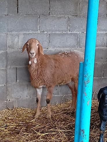 Баран, овца: Продаю | Овца (самка) | Для разведения | Матка — 2