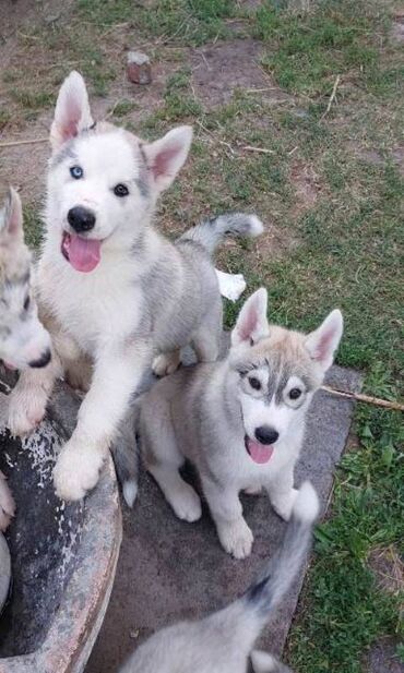 dzemper cena: Sibirski Haski štenci Dostupni štenci Sibirskog Haskija - srebrno