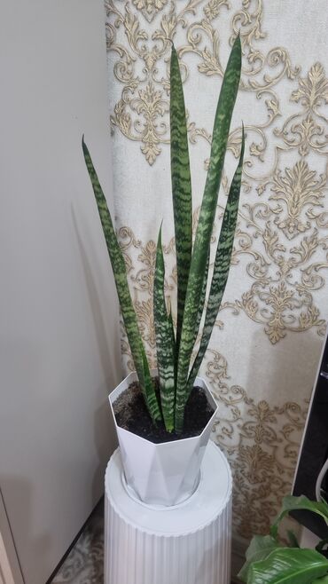 Алоэ: РАСПРОДАЖА ЦВЕТОВ. Продаю цветы ЦВЕТЫ ДЛЯ ОФИСА И ДОМА ВСЕ В ХОРОШИХ — 27