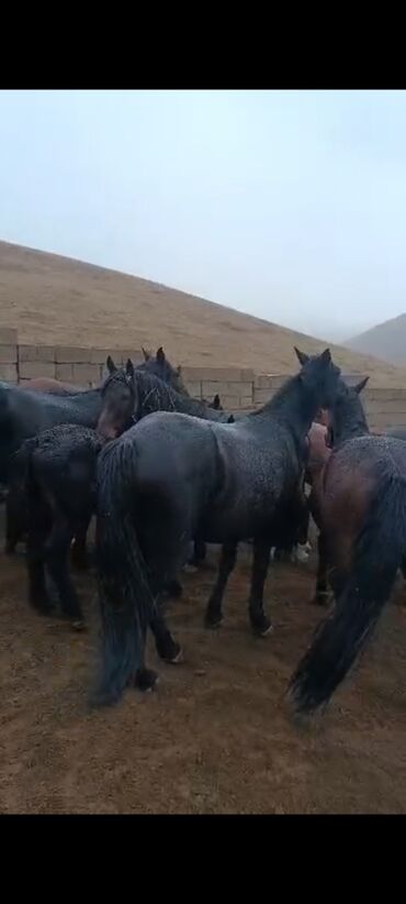 Лошади, кони: Продаю | Кобыла (самка) | Для разведения | Племенные — 5