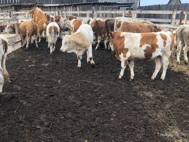 корова на продажу: Сатам | Уй (ургаачы), Бука (эркек), Кунаажын | Аргын, Ангус, Герефорд | Бордоп семиртүү үчүн, Союуга, Көбөйтүү үчүн | Асыл тукумдуу, Жасалма жол менен боозутуу, Бооз