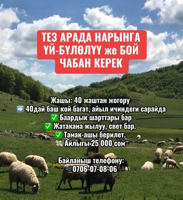ишу работы бишкек: Талап кылынат Чабан, Төлөм Ай сайын, Тамактануу