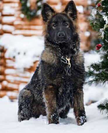 Psi: CEZAR KING Star 18 meseci. Otac: HEKTOR VOM YUGERLAND Majka: BRERA — 14