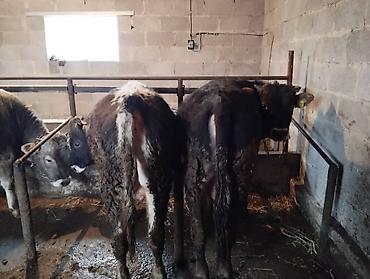 Коровы, быки: Продаю | Бык (самец) at lalafo.kg — 7 Коровы, быки: Продаю | Бык (самец) — 7