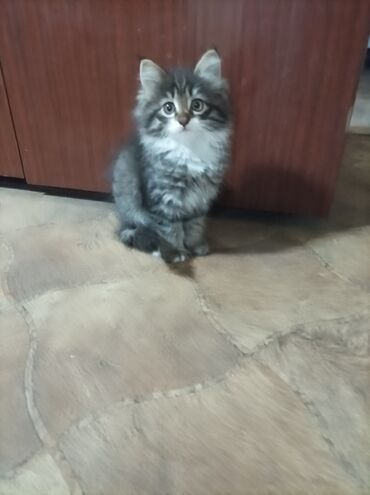 кот каракол: Отдам котят в хорошие руки 2 месяца к лотку приучены кушают все