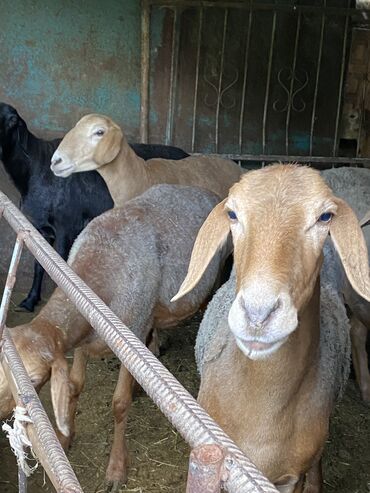 рамановские овцы: Продаю | Овца (самка), Ягненок, Баран (самец) | Арашан | На забой, Для разведения