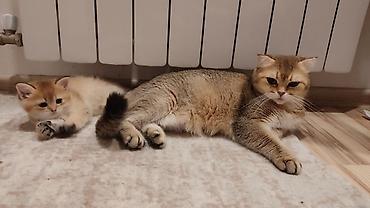 Pişiklər: Qızıl şinşilla, Erkək, Yaxşı əllərə, Ünvandan götürmə — 12