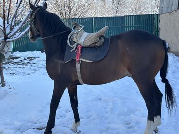 Лошади, кони: Продаю | Конь (самец) | Рабочий — 7