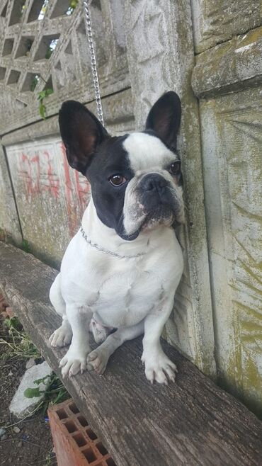 Psi: Mužjak francuskog buldoga dostupan za PARENJE Star 6 godina ima 5 — 7