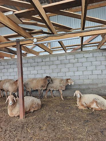 Баран, овца: Продаю | Овца (самка) | Для разведения | Матка — 6