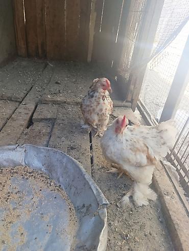 quslar haqqinda melumat: Koxin beçələr 5 aylıqdılar qiymət birinə aiddi sağlamdılar — 8
