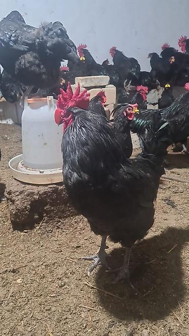 Toyuq, Australorp, Damazlıq, Ünvandan götürmə, Ödənişli çatdırılma, Rayonlara çatdırılma lalafo.az -da — 3 Toyuq, Australorp, Damazlıq, Ünvandan götürmə, Ödənişli çatdırılma, Rayonlara çatdırılma — 3
