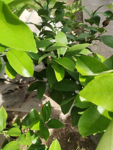 Limun: Stablo limuna, sa plodom, u cvetu. vise komada — 4