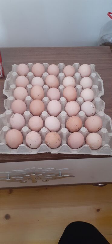 mayalı yumurtalar: Öz həyətimin bramalardı təbii yemlənir
mayalıdı