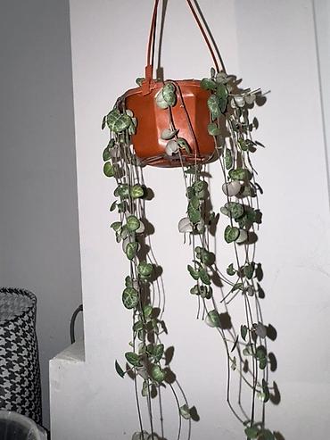подвесное кашпо: Ампельное комнатное растение Ceropegia woodii (Сердце на ниточке). - — 2
