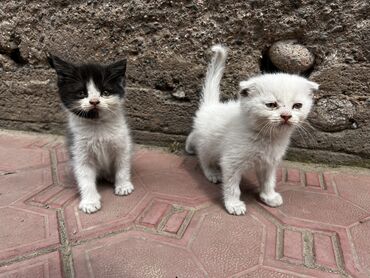 малга на скот: Продам белого котенка скотиш фолд и черно-белого