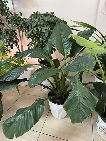 Бөлмө өсүмдүктөрү: Крупные комнатные растения в декоративных кашпо 1) — 1