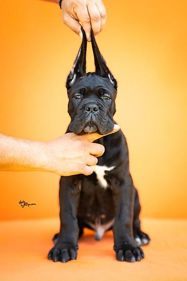 Sa zadovoljstvom predstavljamo novo leglo Cane Corso štenaca iz