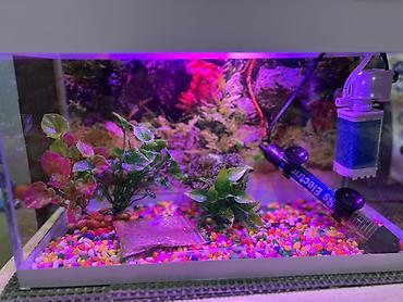 akvarium işığı: Dördbucaq akvarium, Boş, 15 l, Ödənişli çatdırılma, Ünvandan götürmə — 2