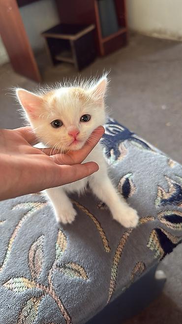 латок для котят: Котёнок домашний, короткошёрстный. Окрас: белый с рыжими пятнами на — 4